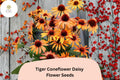 200+ Tiger Coneflower Seeds | Echinacea purpurea Bright Orange Blooms Pollinator-Friendly Perennial Garden