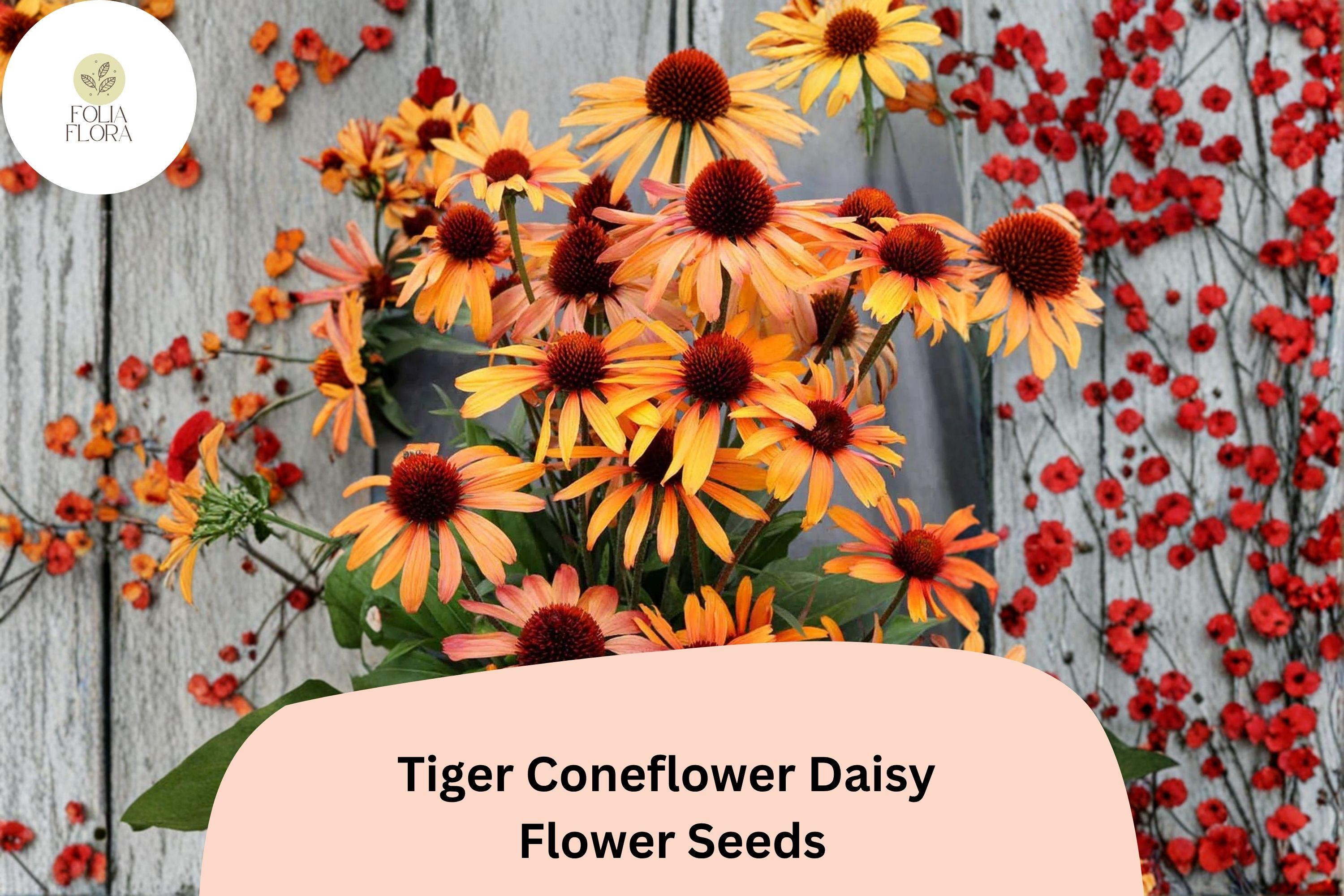 200+ Tiger Coneflower Seeds | Echinacea purpurea Bright Orange Blooms Pollinator-Friendly Perennial Garden