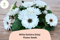 200+ White Gerbera Daisy Seeds | Gerbera jamesonii | Bright White Blooms for Gardens & Cut Flowers