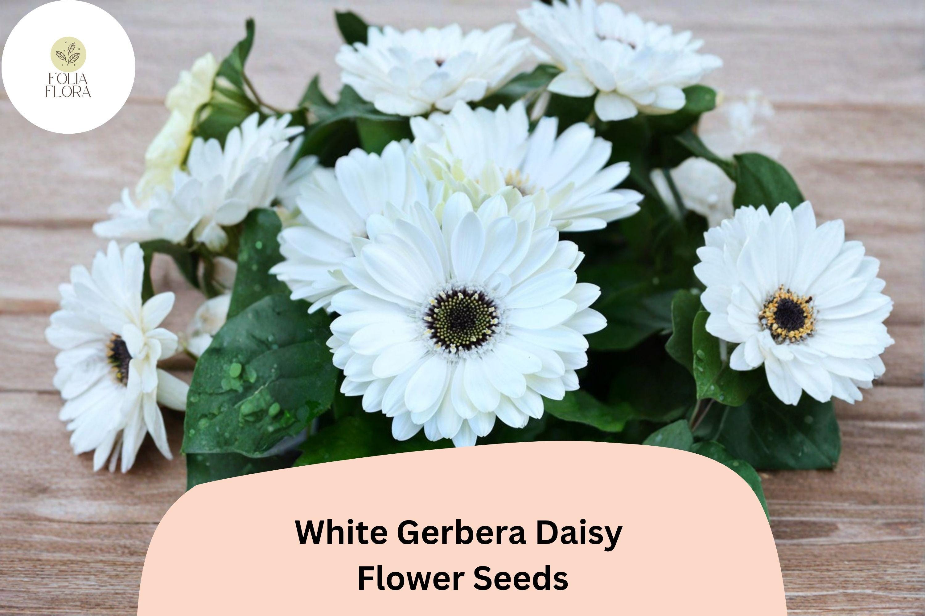 200+ White Gerbera Daisy Seeds | Gerbera jamesonii | Bright White Blooms for Gardens & Cut Flowers