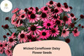 200+ Echinacea purpurea Seeds | Dark Bloom Mix | Pollinator-Friendly Perennial Flowers