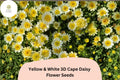 Cape Daisy Seeds | Yellow & White Bicolor Blooms, Osteospermum Ecklonis