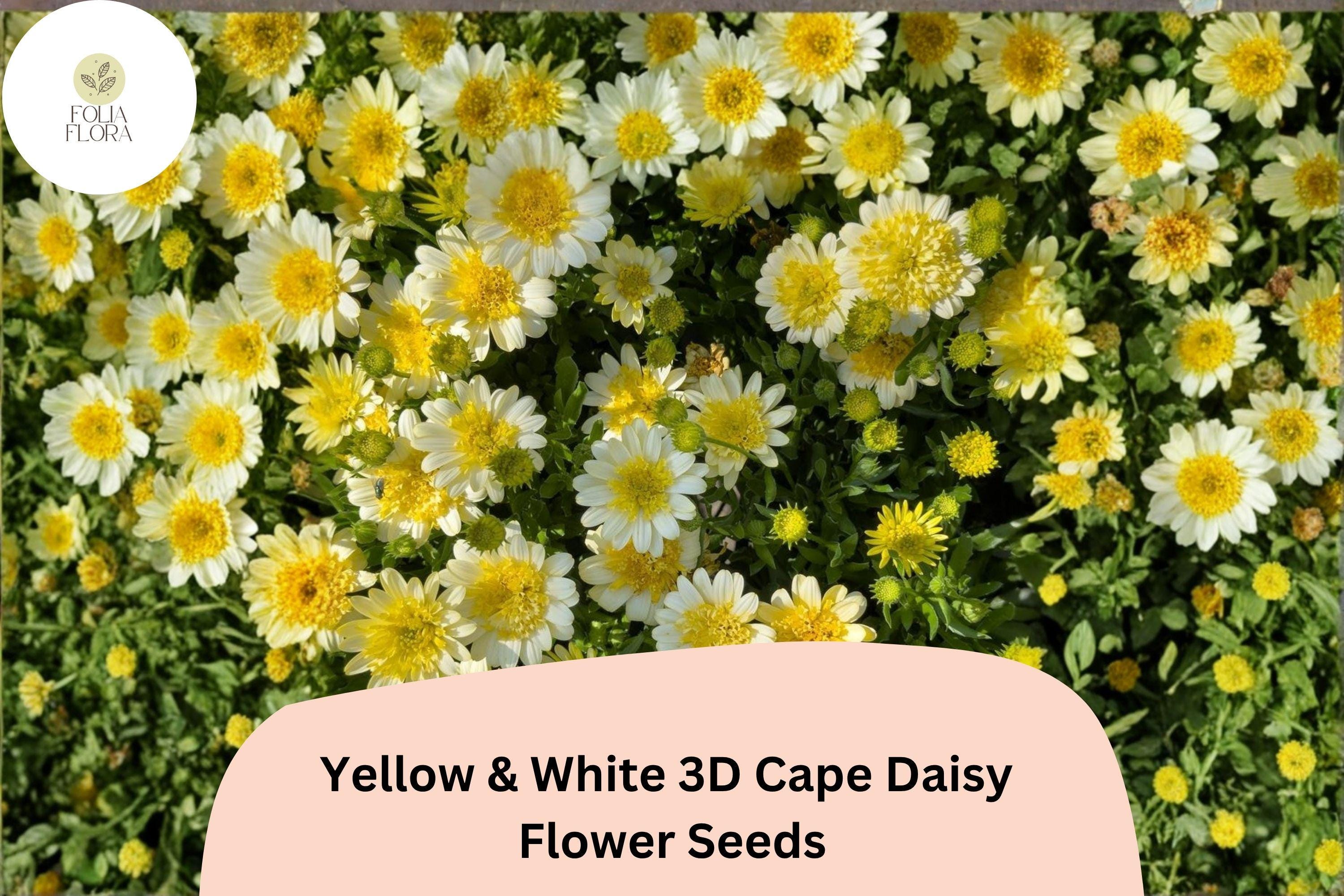 Cape Daisy Seeds | Yellow & White Bicolor Blooms, Osteospermum Ecklonis