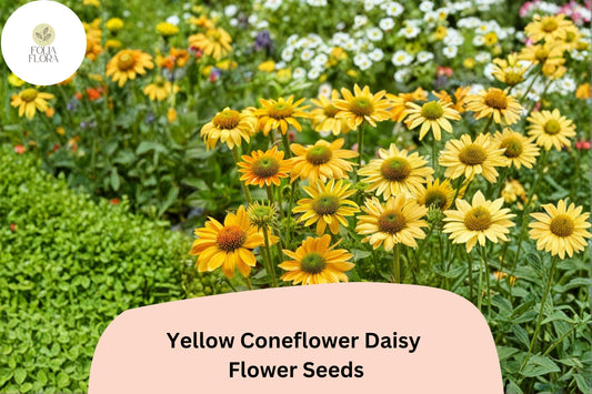 Yellow Coneflower Seeds | Echinacea paradoxa Perennial with Golden Blooms, Attracts Pollinators, Drought-Tolerant