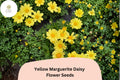 Yellow Marguerite Daisy Seeds | Cheerful Golden Blooms