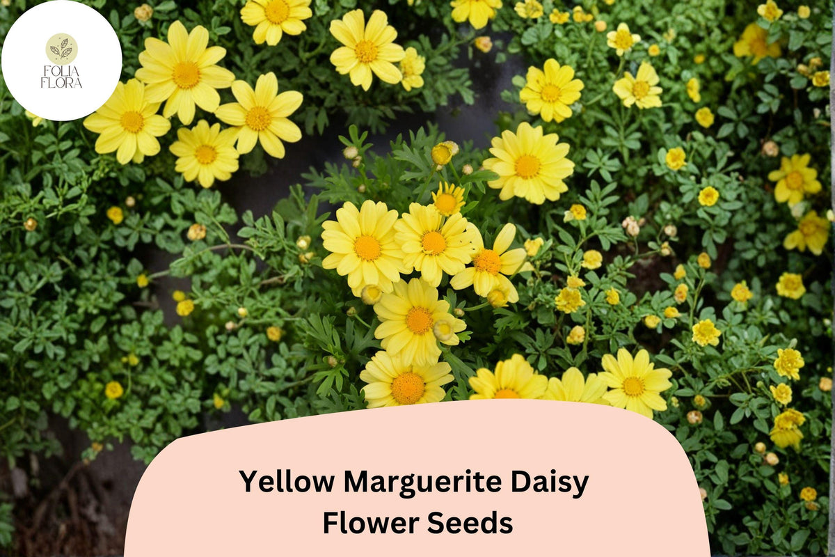 Yellow Marguerite Daisy Seeds | Cheerful Golden Blooms