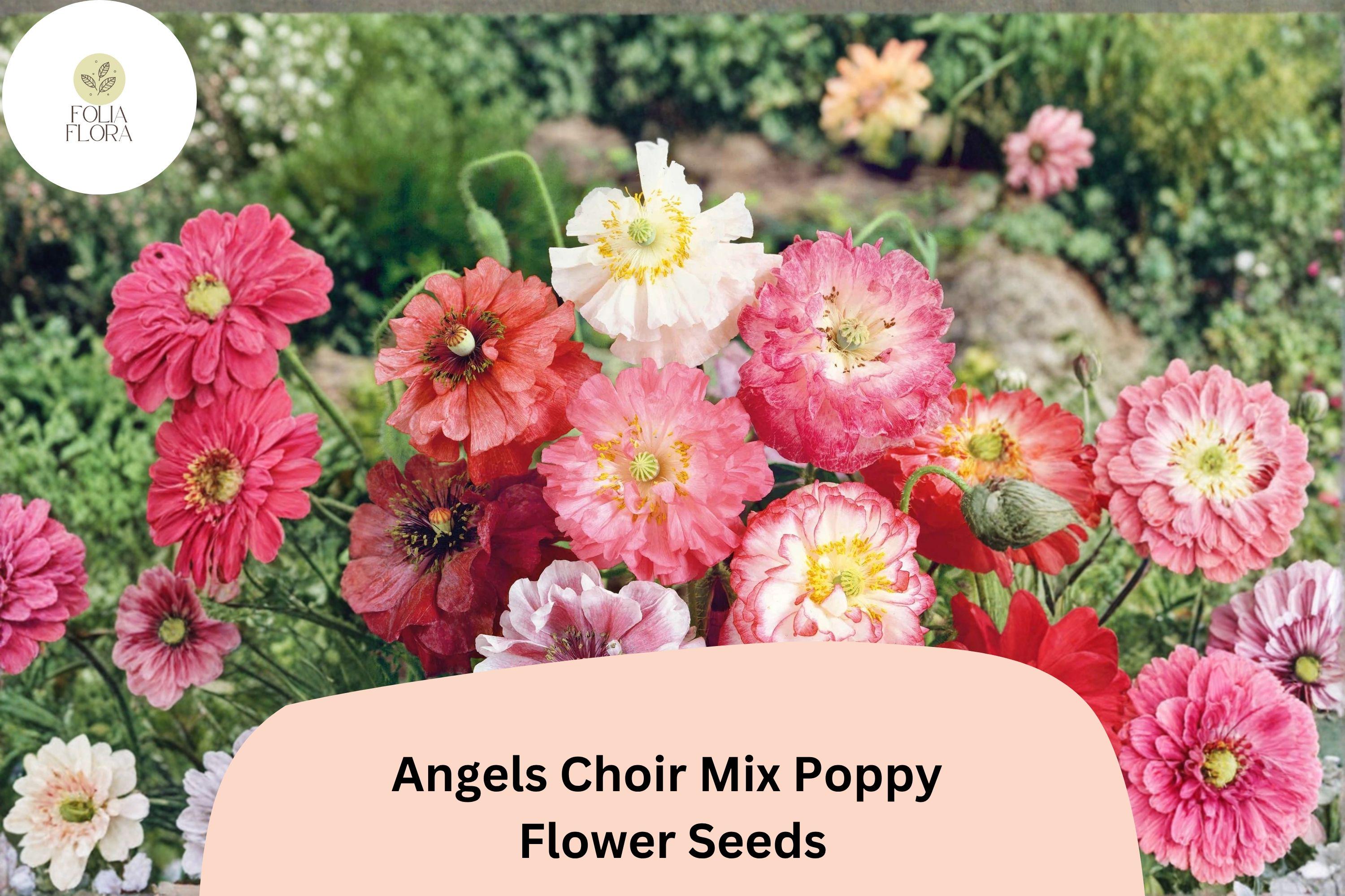 Angels Choir Poppy Seeds | Vibrant Mixed Colors | Papaver Species | Easy to Grow Annual Flowers for Garden & Containers
