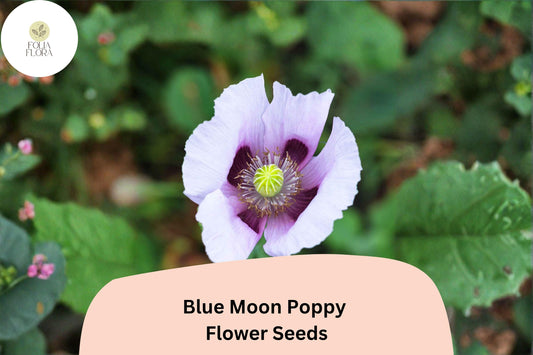 Blue Moon Poppy Seeds, Rare Lavender & Blue Blooms, Easy Grow Annual Papaver somniferum, 200+ Seeds for Garden Beds & Borders