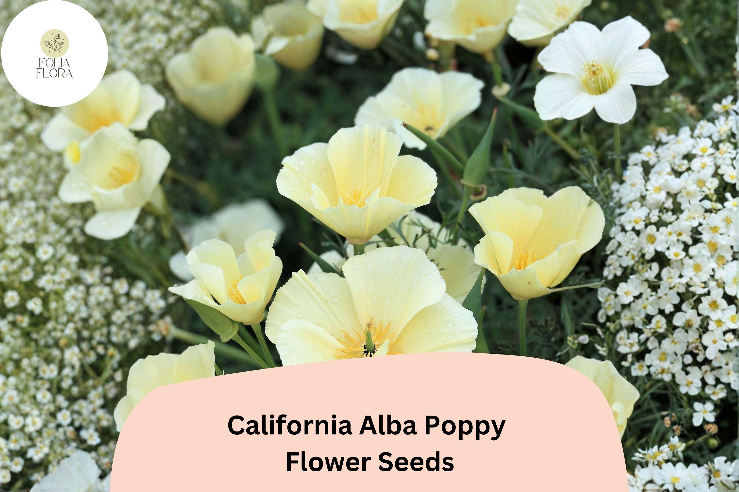 California Alba Poppy Seeds | White Wildflower | Drought-Tolerant Annual | Eschscholzia californica