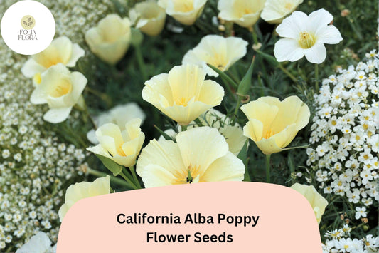 California Alba Poppy Seeds | White Wildflower | Drought-Tolerant Annual | Eschscholzia californica