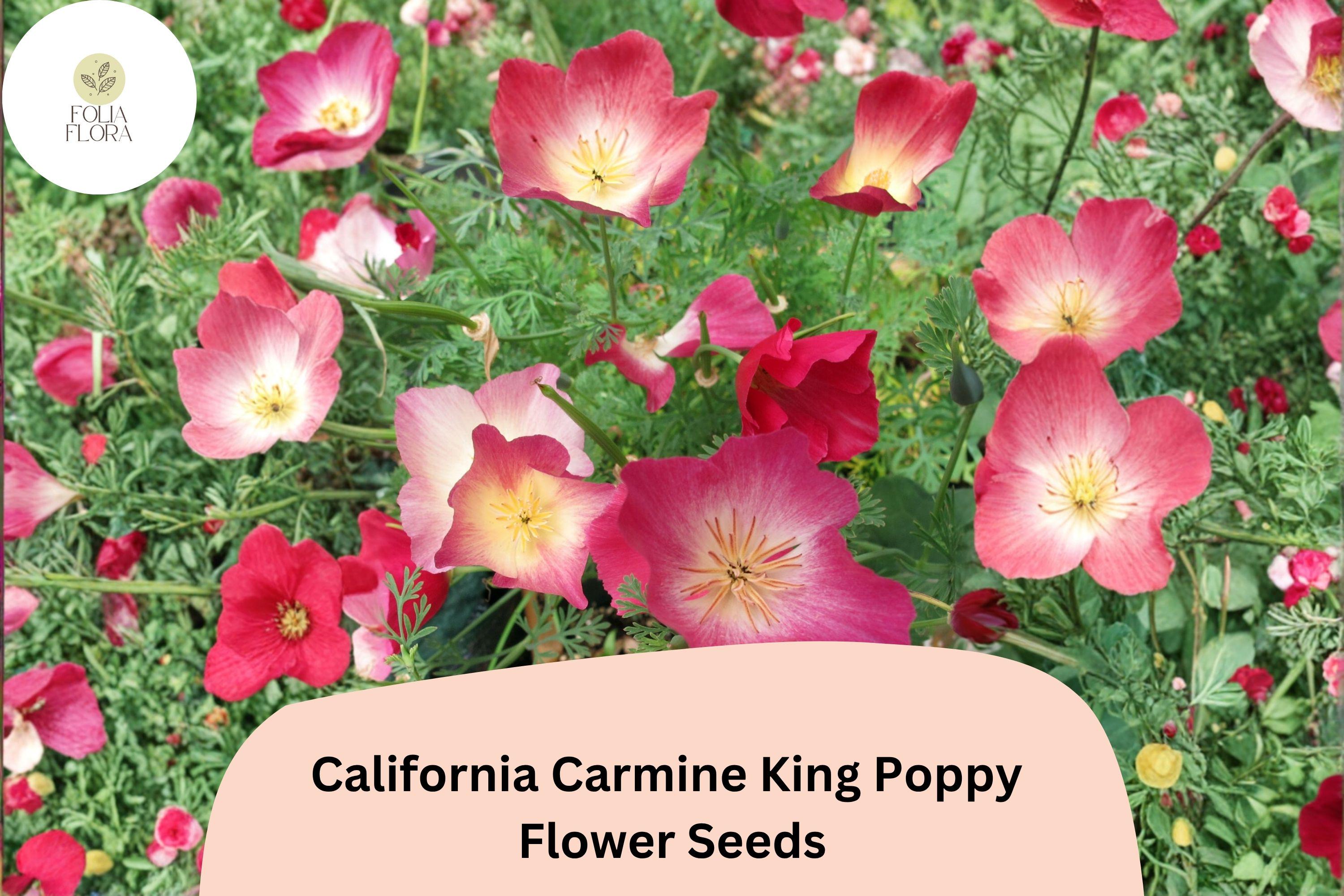 California Carmine King Poppy Seeds | Bright Red-Pink Blooms | Easy Wildflower Seeds | Eschscholzia californica