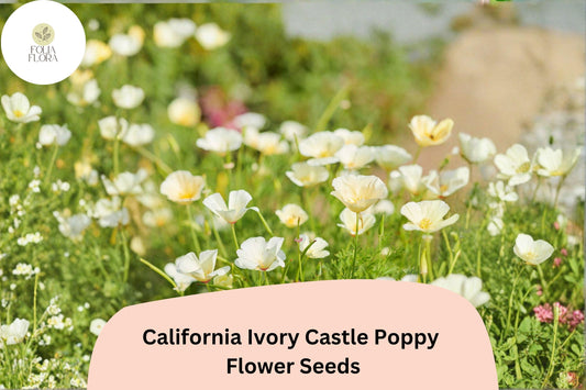 California Ivory Castle Poppy Seeds – Drought Tolerant, White Flowers, Eschscholzia californica, Wildflower Garden, Low Maintenance