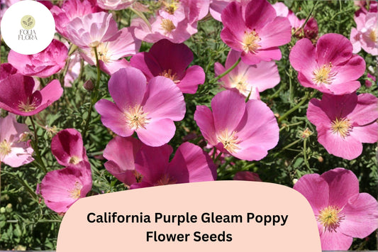 California Purple Gleam Poppy Seeds – Wildflower Garden Planting, Purple Blooms, Eschscholzia californica, Pollinator Attracting
