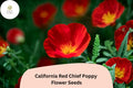 California Red Chief Poppy Seeds - Vibrant Red Wildflower Garden, Eschscholzia californica, 200+ Seeds for Pollinator Attracting, Easy to Grow