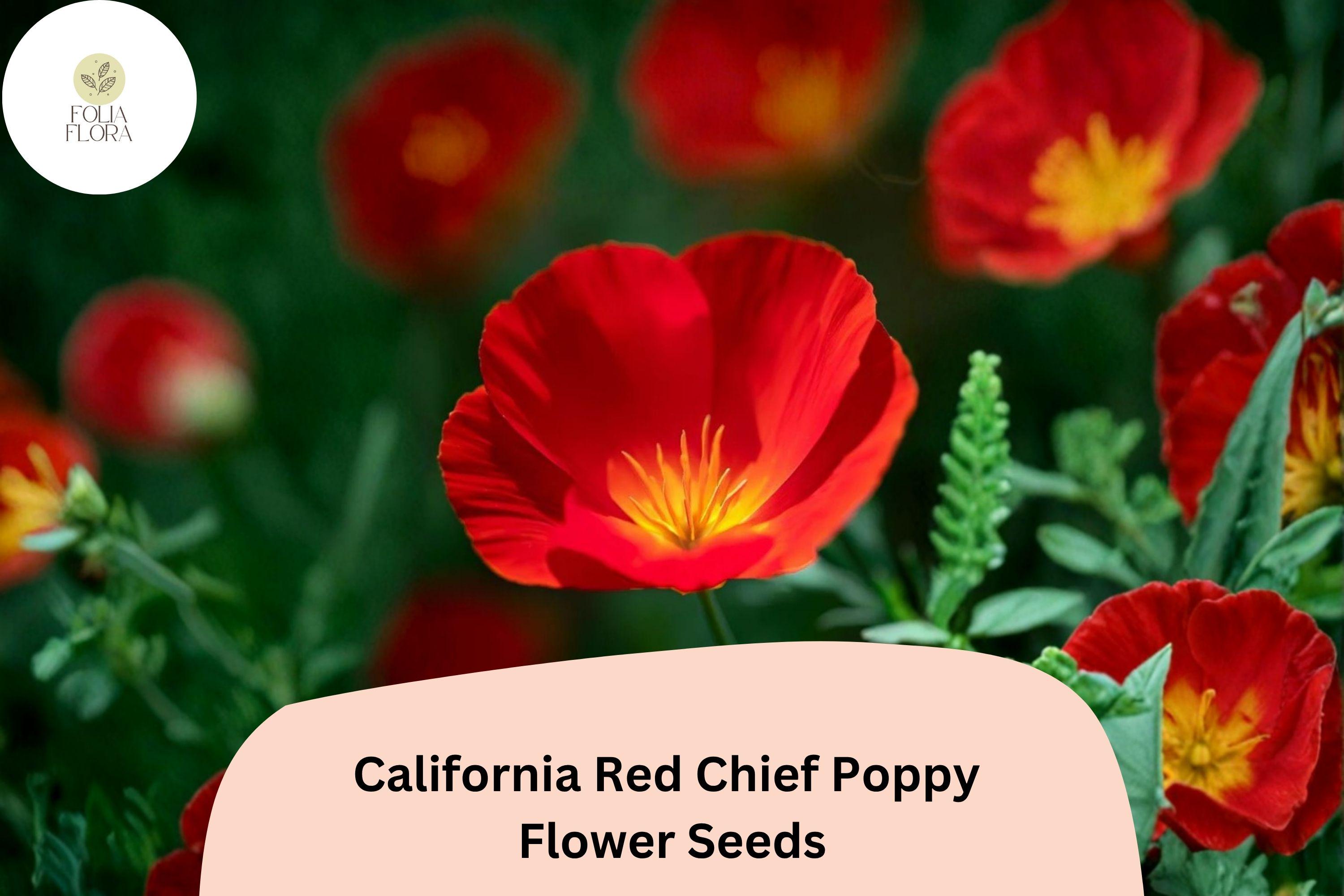 California Red Chief Poppy Seeds - Vibrant Red Wildflower Garden, Eschscholzia californica, 200+ Seeds for Pollinator Attracting, Easy to Grow