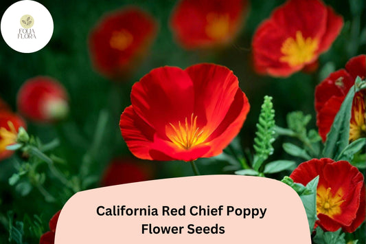 California Red Chief Poppy Seeds - Vibrant Red Wildflower Garden, Eschscholzia californica, 200+ Seeds for Pollinator Attracting, Easy to Grow