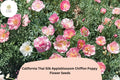 California Thai Silk Appleblossom Chiffon Poppy Seeds, Eschscholzia californica, Pink Peach Cream, Wildflower Garden Planting