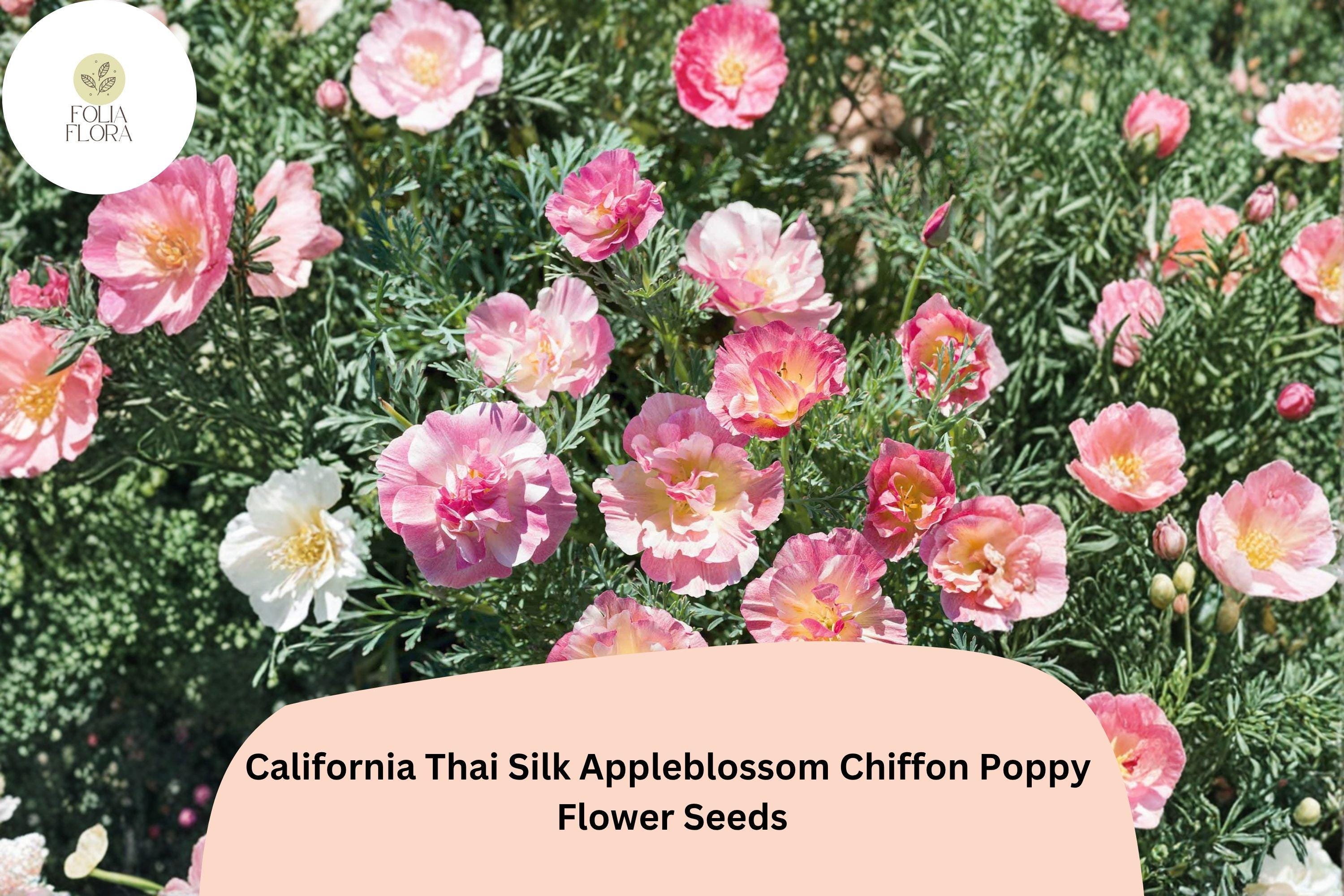 California Thai Silk Appleblossom Chiffon Poppy Seeds, Eschscholzia californica, Pink Peach Cream, Wildflower Garden Planting