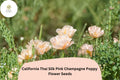 200+ California Thai Silk Pink Champagne Poppy Seeds – Wildflowers, Blush Pink & Ivory, Eschscholzia californica, Drought Tolerant