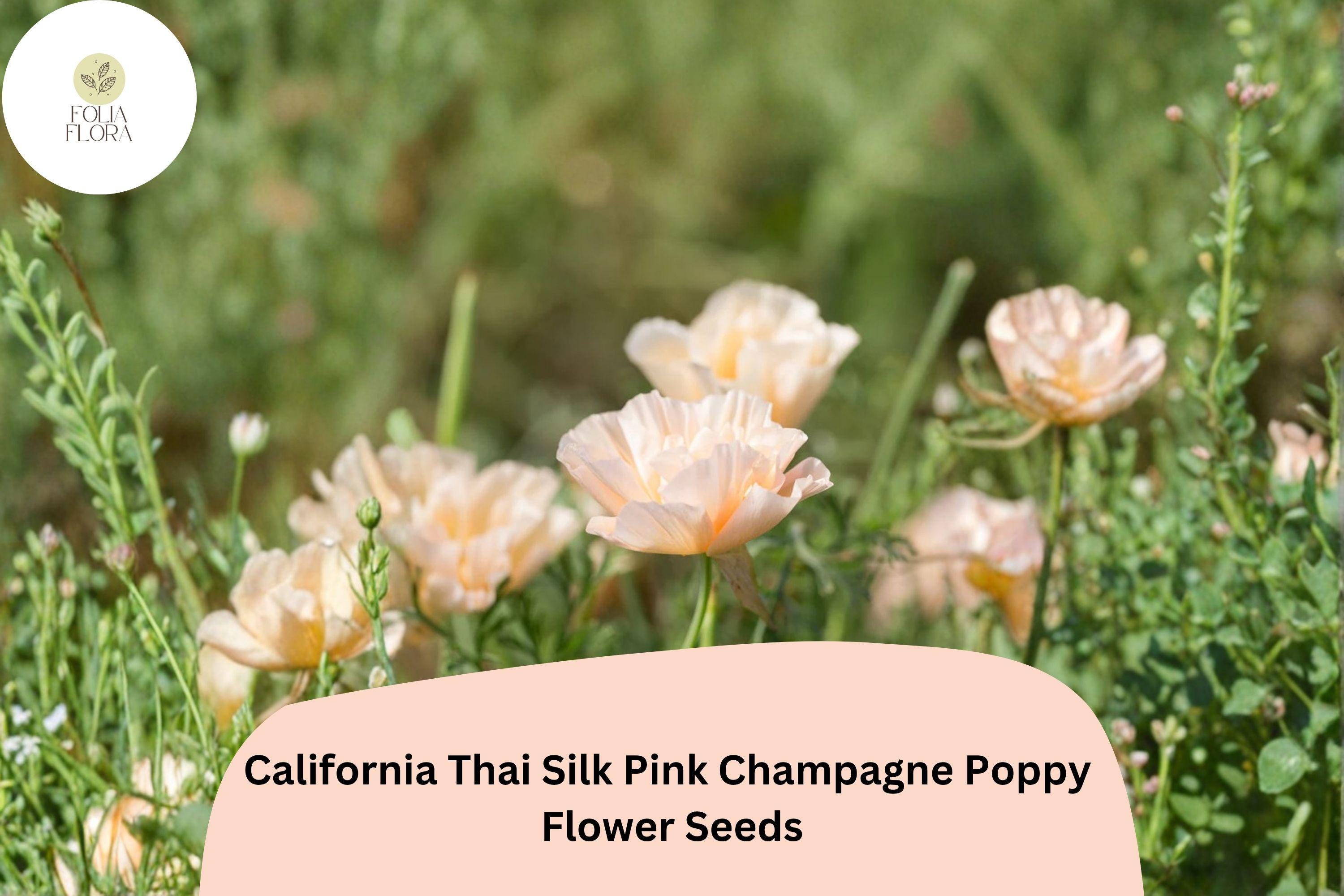 200+ California Thai Silk Pink Champagne Poppy Seeds – Wildflowers, Blush Pink & Ivory, Eschscholzia californica, Drought Tolerant