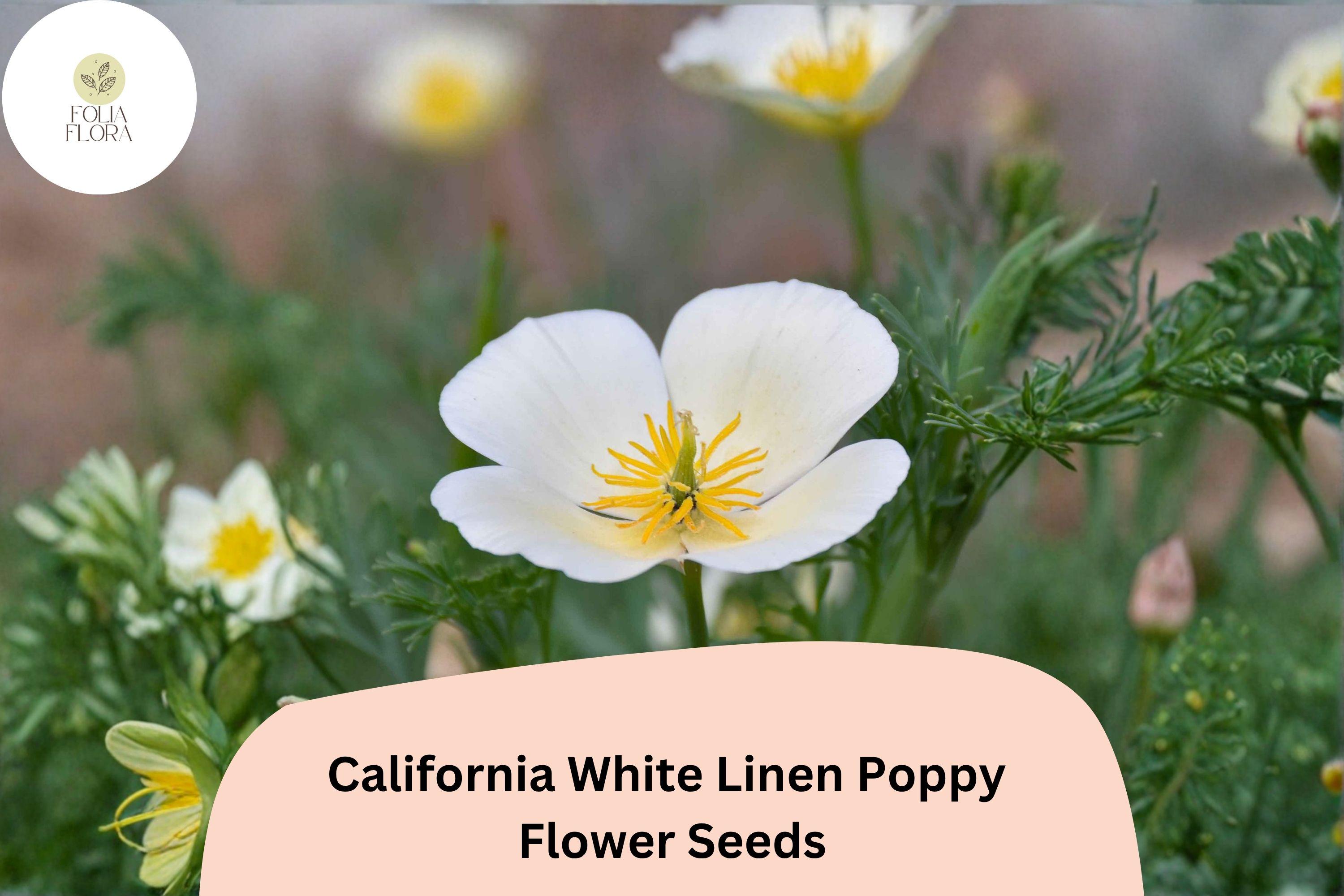 California White Linen Poppy Seeds – Over 200 Wildflower Seeds for Garden, Border, or Wildflower Patch – Eschscholzia californica