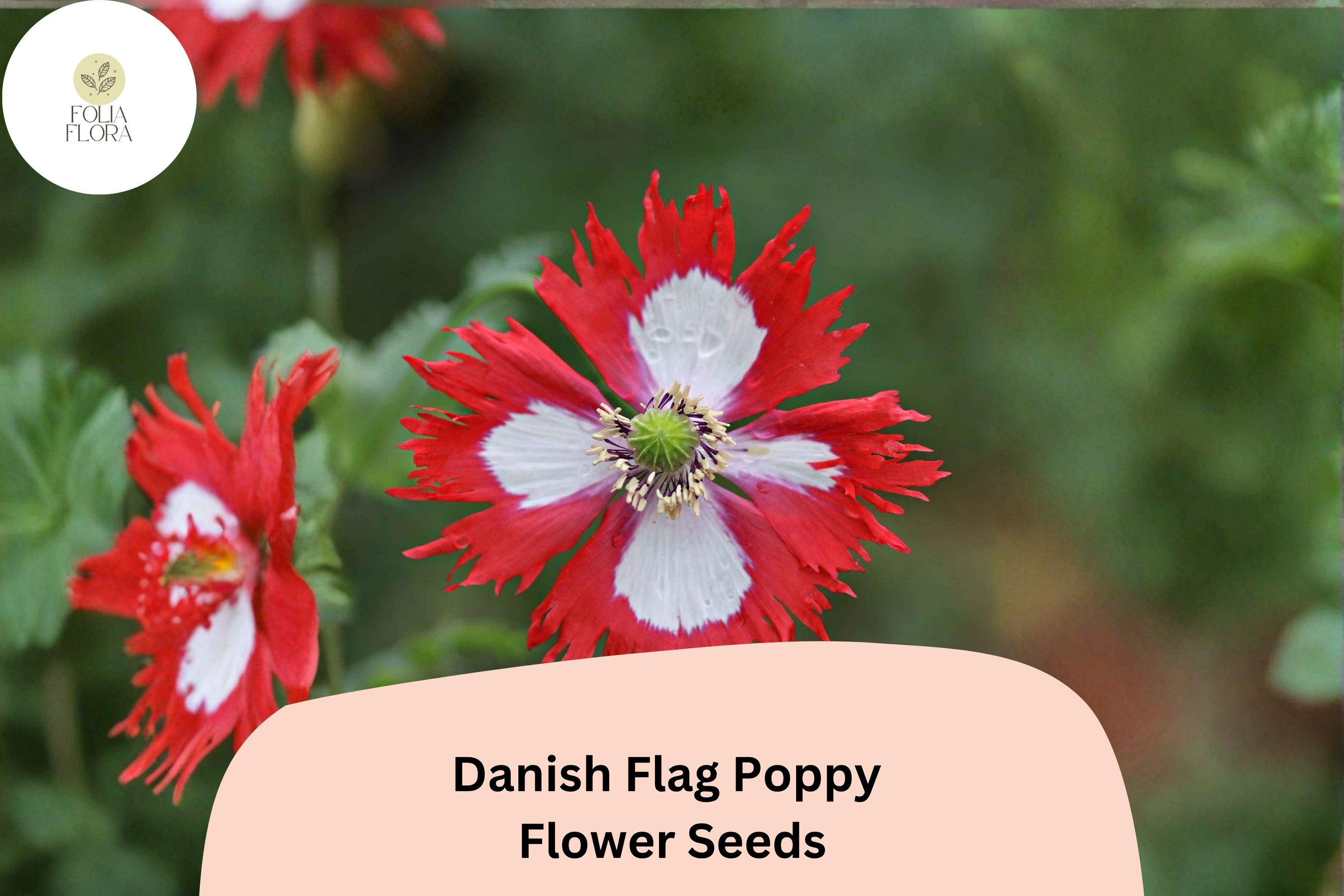 Danish Flag Poppy Seeds 200+ | Red & White Blooms | Papaver somniferum Flower Seeds for Garden, Borders & Wildflower Planting