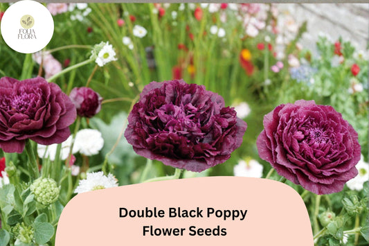 Double Black Poppy Seeds – Heirloom Papaver somniferum with Deep Maroon Velvet Blooms – 200+ Seeds for Garden Borders