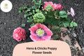 Hens and Chicks Poppy Seeds – Pink Frilled Blooms, Papaver somniferum, Cottage Garden, Drought Tolerant, Pollinator Friendly