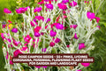 Rose Campion Seeds - Vibrant Pink Perennial Flowers, Lychnis Coronaria, Easy to Grow, Drought Tolerant, Full Sun, 50+ Seeds