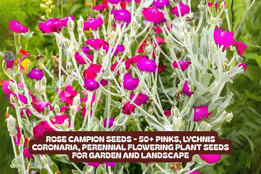 Rose Campion Seeds - Vibrant Pink Perennial Flowers, Lychnis Coronaria, Easy to Grow, Drought Tolerant, Full Sun, 50+ Seeds