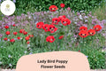 Lady Bird Poppy Seeds – Scarlet Red Flowers with Black Centers, Annual Papaver commutatum, Pollinator Friendly, 200+ Seeds