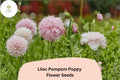 Lilac Pompom Poppy Seeds – Double Bloom Flowers, Soft Lilac, Papaver somniferum, Pollinator Friendly, Annual Flower, 200+ Seeds