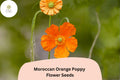 Moroccan Orange Poppy Seeds – Vibrant Orange Blooms, Easy Grow Wildflowers, Papaver atlanticum, Pollinator Friendly, Drought Tolerant