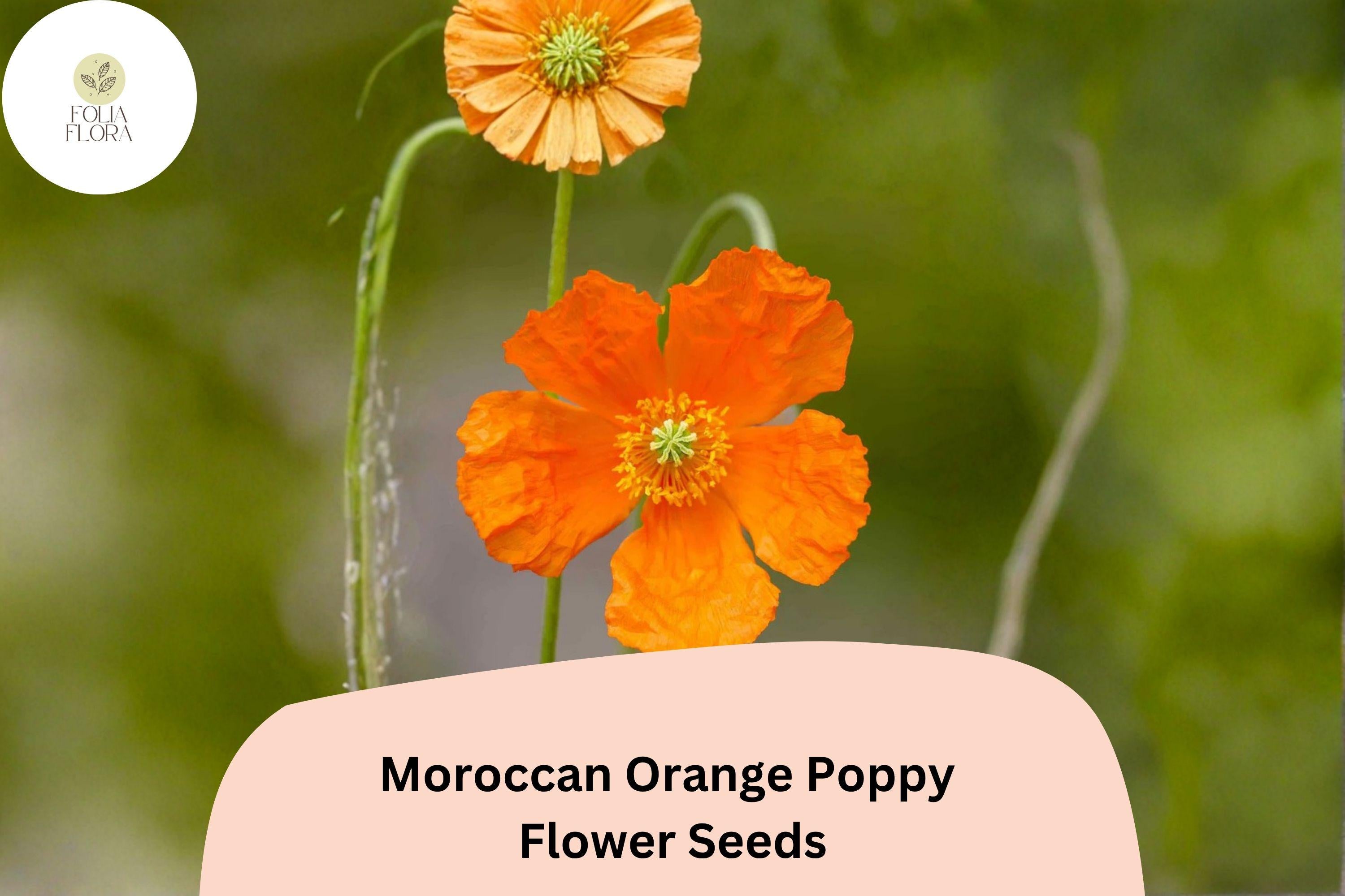 200+ Moroccan Orange Poppy Seeds â€“ Vibrant Blooms, Easy Grow Wildflowers