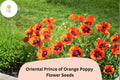 Prince of Orange Poppy Seeds, Vibrant Perennial Flower, Papaver orientale, Bright Orange with Black Centers, Attracts Pollinators