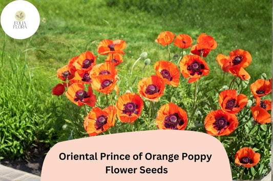 Prince of Orange Poppy Seeds, Vibrant Perennial Flower, Papaver orientale, Bright Orange with Black Centers, Attracts Pollinators