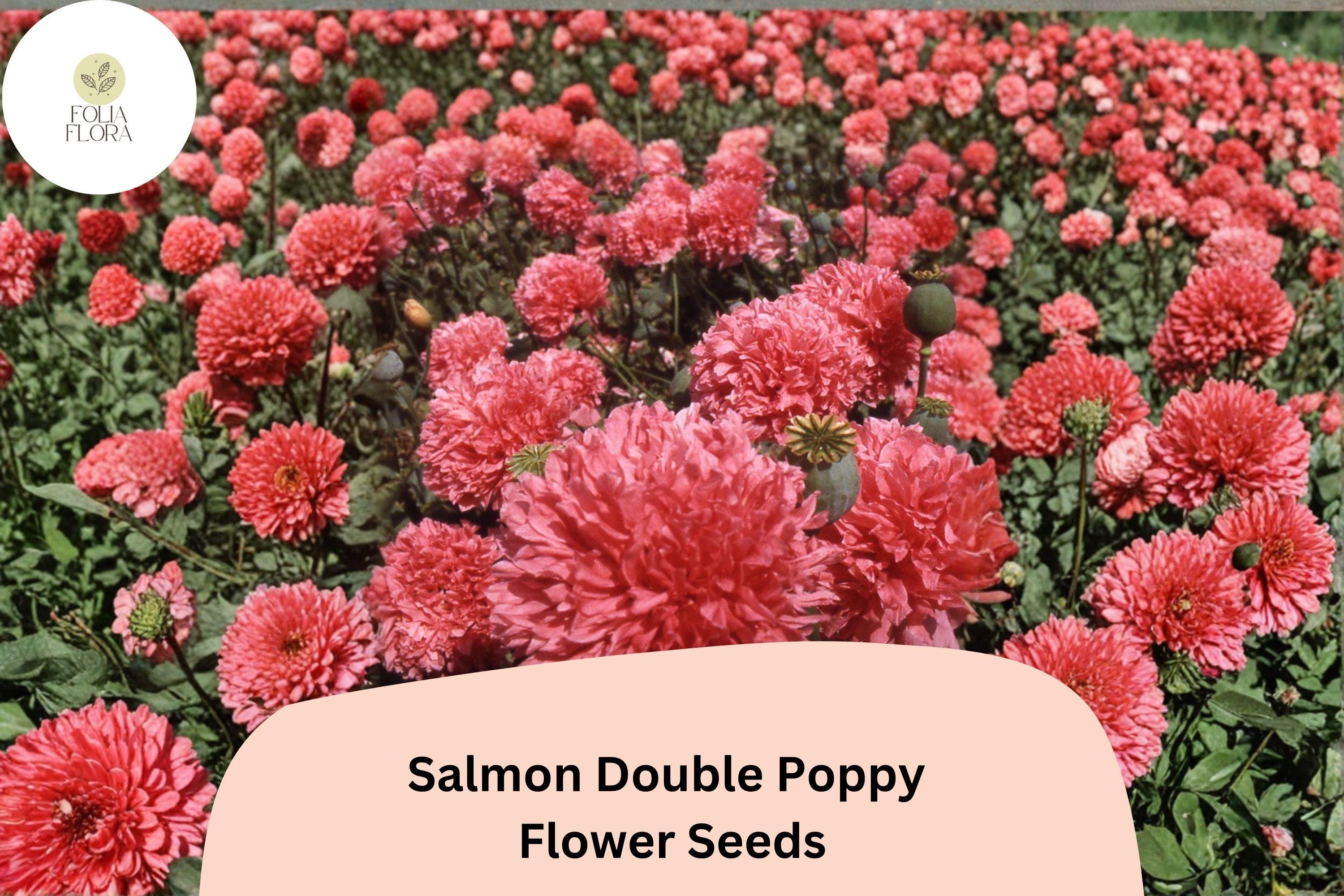 Salmon Double Poppy Seeds - Ruffled Pink Perennial Wildflower - Papaver somniferum, Pollinator Friendly, 200+ Seeds