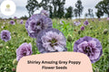 Shirley Amazing Grey Poppy Seeds â€“ Unique Lavender Wildflower