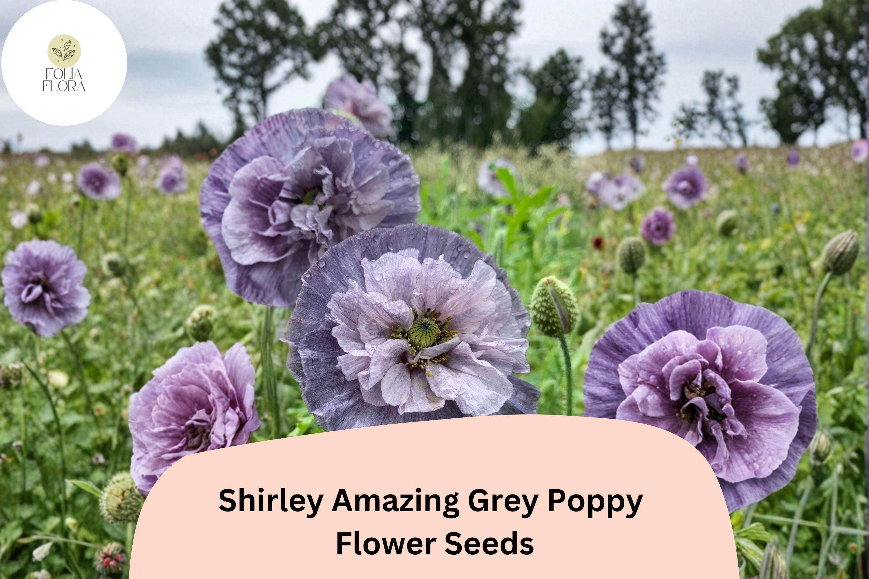 Shirley Amazing Grey Poppy Seeds â€“ Unique Lavender Wildflower