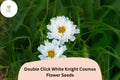 Double Click White Knight Cosmos Seeds | Fully Double White Blooms | Cosmos bipinnatus | Garden & Cut Flowers