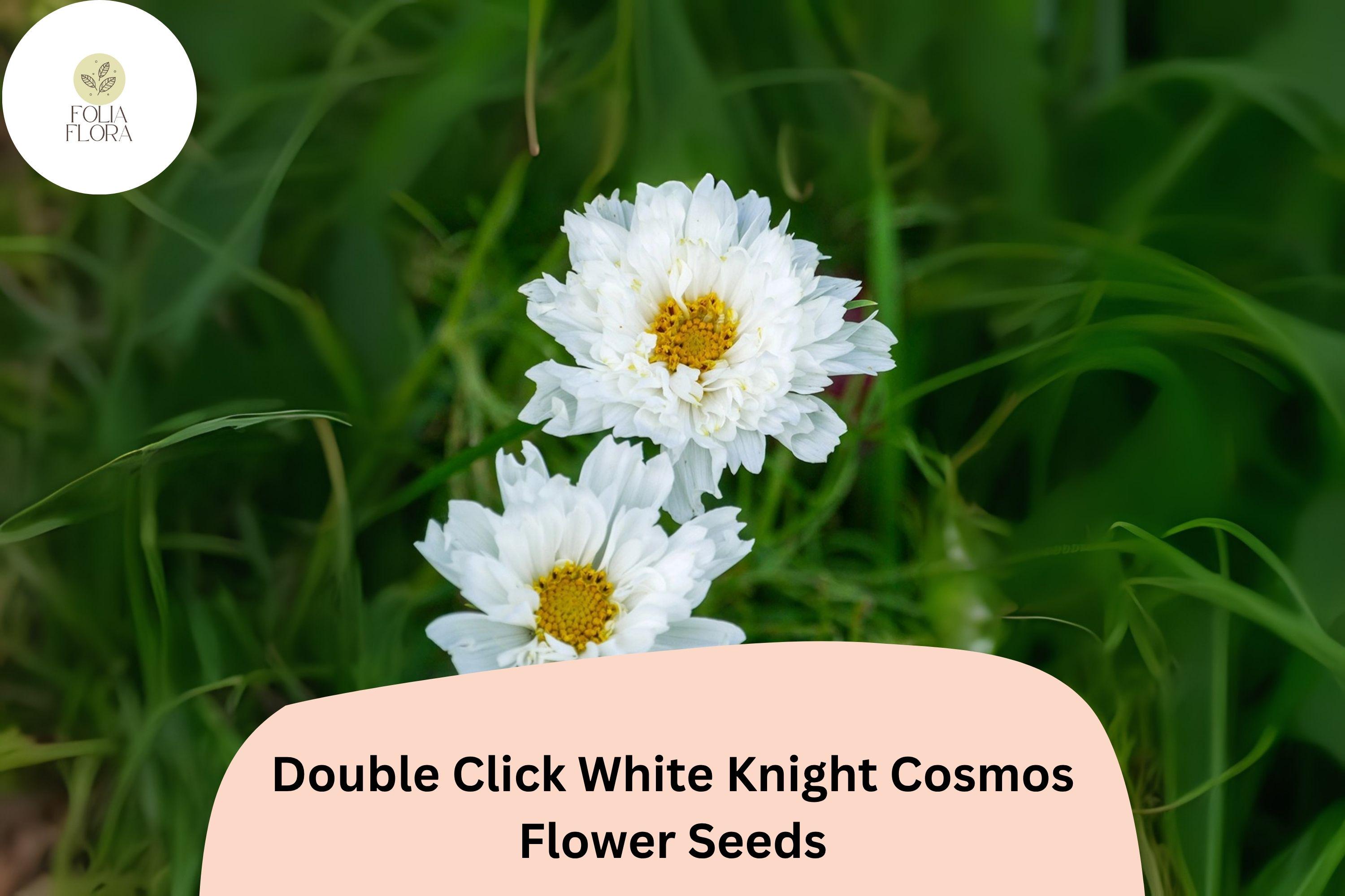 Double Click White Knight Cosmos Seeds | Fully Double White Blooms | Cosmos bipinnatus | Garden & Cut Flowers