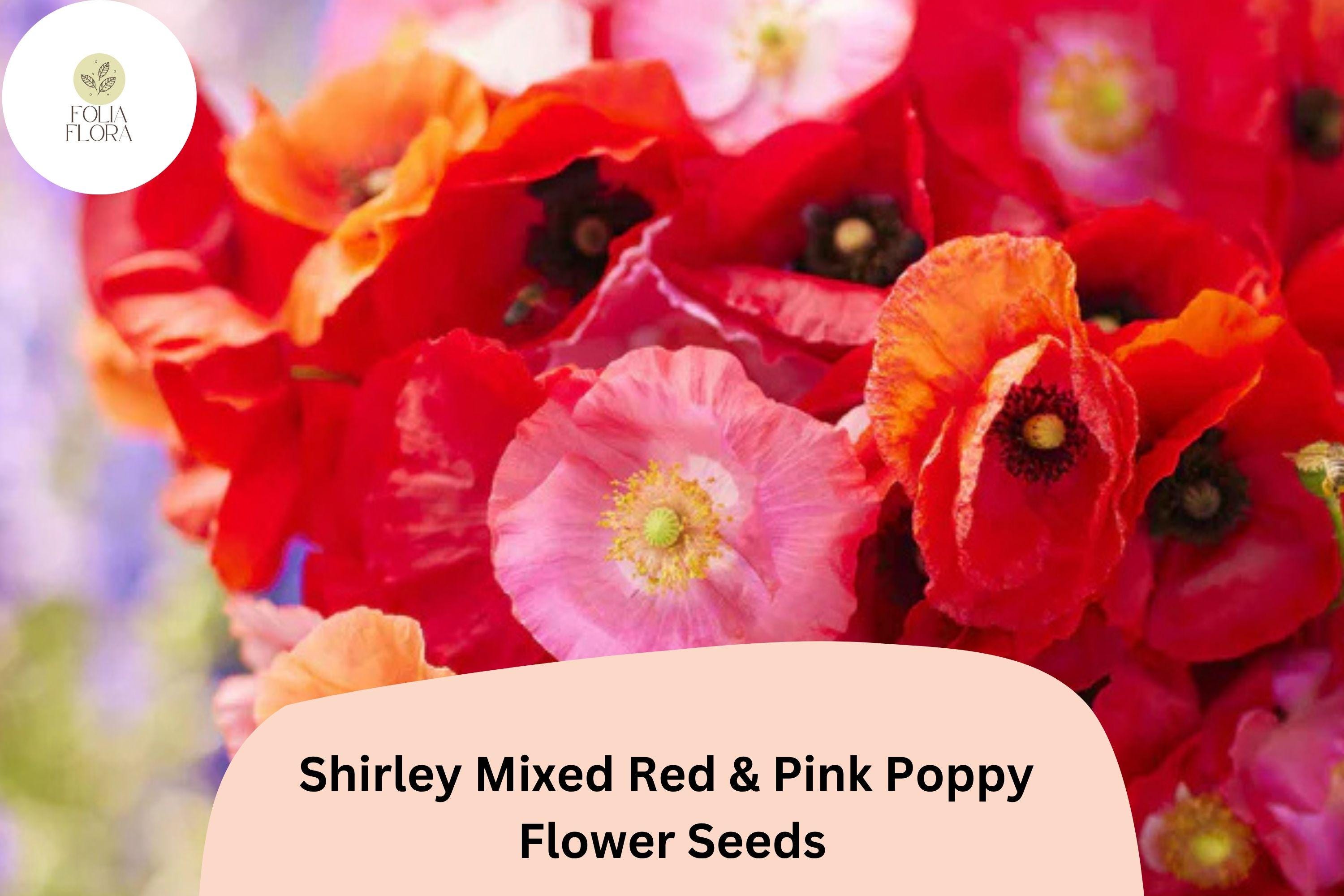 200+ Shirley Red & Pink Poppy Seeds – Easy Grow Annual Wildflower, Papaver rhoeas, Vibrant Double Blooms