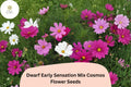 Dwarf Cosmos Seeds | Early Sensation Mix | Pink, White, Rose Blooms | Cosmos bipinnatus ‘Dwarf Early Sensation Mix’