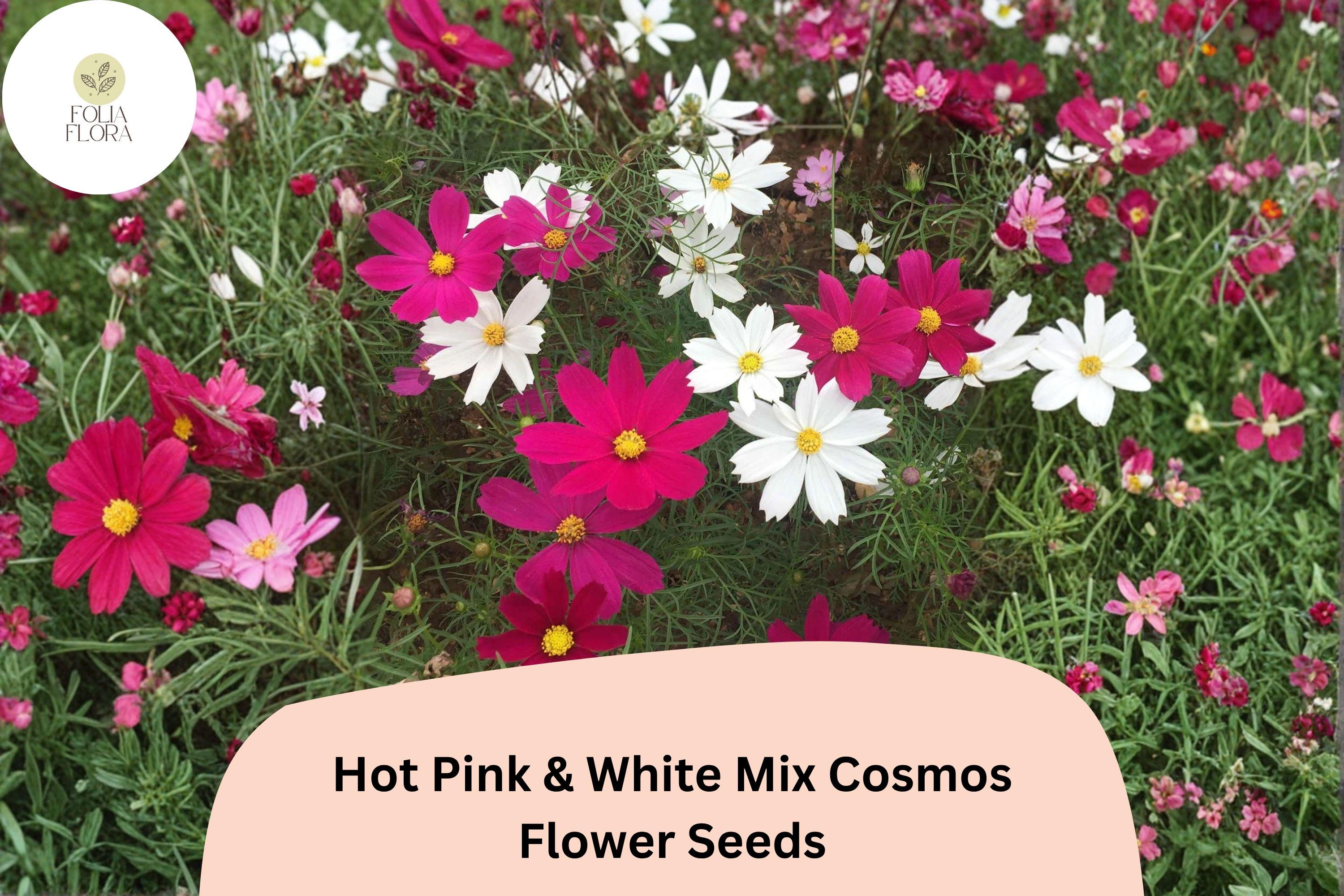 Hot Pink & White Cosmos Seeds | Garden Flower Mix | Cosmos bipinnatus | Vibrant Pink & White Annuals for Borders & Cut Flowers