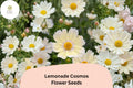 Lemonade Cosmos Seeds | Soft Yellow Annual Flowers for Garden & Cut Flowers | Cosmos bipinnatus 'Lemonade'