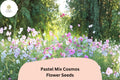 Pastel Cosmos Seeds | Pink, Peach, White Blooms for Cottage Gardens
