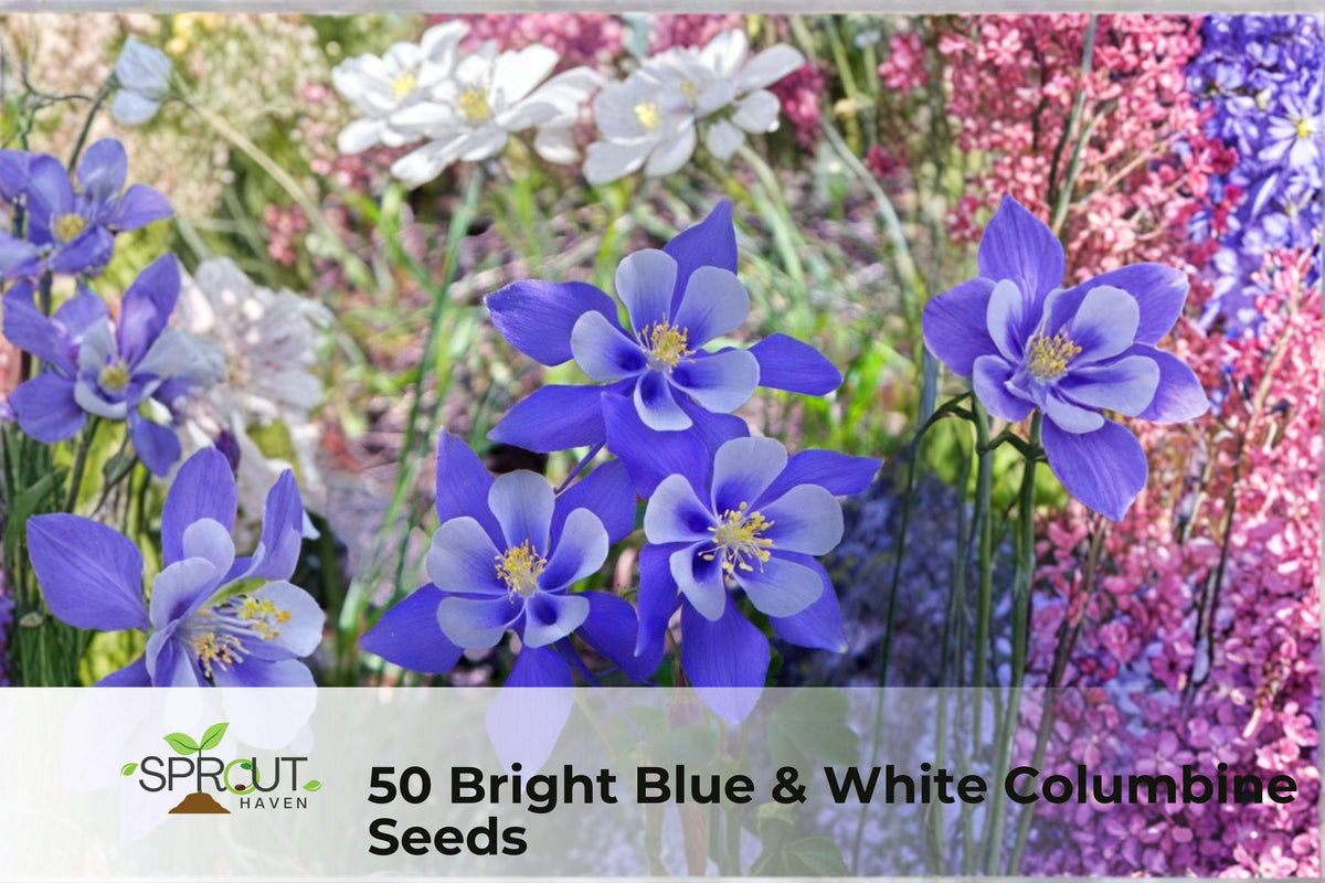 50 Blue & White Columbine Seeds - Aquilegia spp. Perennial Flower Seeds for Garden Borders & Pollinator Attraction