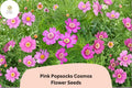 Pink Popsocks Cosmos Seeds | Double Pink Blooms for Garden, Borders & Cut Flowers | Cosmos bipinnatus, Easy to Grow, Attracts Pollinators