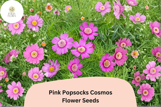 Pink Popsocks Cosmos Seeds | Double Pink Blooms for Garden, Borders & Cut Flowers | Cosmos bipinnatus, Easy to Grow, Attracts Pollinators