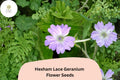 Hexham Lace Geranium Seeds – Perennial Purple Flower, Geranium x oxonianum, Pollinator-Friendly, 25+ Seeds